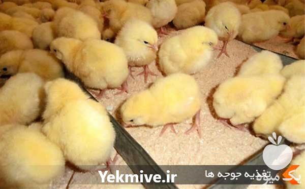 فروش مرغ رسمی گلپایگانی در تهران در گروه مرغ و خروس و بوقلمون و اردک قو قاز در یکمیوه -عکس1