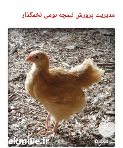 پرورش نیمچه بومی تخمگذار در تهران در گروه مشاوره - راه اندازی بازاریابی کسب درآمد بهبود کسب و کار در یکمیوه -عکس1