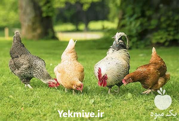 فروش جوجه بومی اصلاح نژاد شده گلپایگانی در تهران در گروه مرغ و خروس و بوقلمون و اردک قو قاز در یکمیوه -عکس1