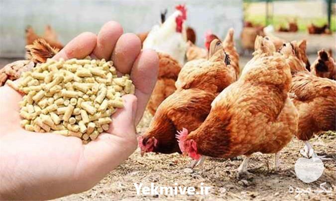 قیمت فروش میان دان مرغ گوشتی در تهران در گروه خوراک دام و طیور - پرواری شیری علوفه یونجه در یکمیوه -عکس1