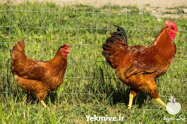فروش مرغ بومی تخم گذار در تهران در گروه مرغ و خروس و بوقلمون و اردک قو قاز در یکمیوه -عکس1