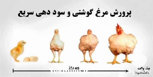 فروش جوجه یک روزه مرغ گوشتی پلاس در تهران در گروه مرغ و خروس و بوقلمون و اردک قو قاز در یکمیوه -عکس1
