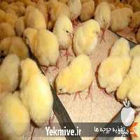 فروش مرغ رسمی گلپایگانی در تهران در گروه مرغ و خروس و بوقلمون و اردک قو قاز در یکمیوه