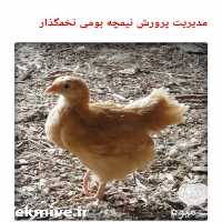 پرورش نیمچه بومی تخمگذار در تهران در گروه مشاوره - راه اندازی بازاریابی کسب درآمد بهبود کسب و کار در یکمیوه