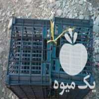 فروش سبد میوه پرتقال در کردکوی در گروه خرید فروش انواع سبد - میوه پلاستیکی چوبی گل در یکمیوه