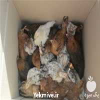 خرید و فروش جوجه 45 روزه در تهران در گروه مرغ و خروس و بوقلمون و اردک قو قاز در یکمیوه
