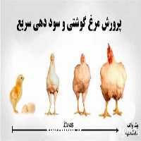 فروش جوجه یک روزه مرغ گوشتی پلاس در تهران در گروه مرغ و خروس و بوقلمون و اردک قو قاز در یکمیوه
