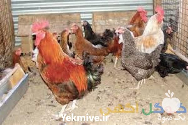 قیمت فروش جوجه مرغ محلی در تهران در گروه مرغ و خروس و بوقلمون و اردک قو قاز در یکمیوه -عکس1