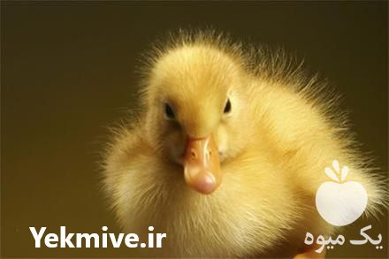 فروش جوجه اردک یک روزه در تهران در گروه انواع تخم ها - مرغ بوقلمون پرنده عمده کشاورزی در یکمیوه -عکس1