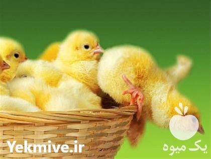 فروش جوجه یک روزه گوشتی در تهران در گروه مرغ و خروس و بوقلمون و اردک قو قاز در یکمیوه -عکس1
