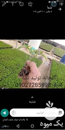 فروش نشا گوجه فلات سی اچ  در اصفهان در گروه خرید فروش نشا - انواع گوجه برنج کاهو پیاز کاری فرنگی در یکمیوه -عکس1