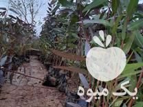 فروش نهال اکالیپتوس در شوش در گروه خرید فروش نهال - انواع گردو پسته بادام سلطانی انگور در یکمیوه -عکس1