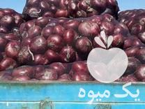 فروش بذر پیاز قرمز  در بیستون در گروه خرید فروش عمده پیاز - قرمز سفید زرد ترشی تازه انباری در یکمیوه -عکس1