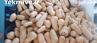فروش کدو حلوایی و خیار سالادی در آوج در گروه خرید فروش عمده کدو تنبل - حلوایی سبز سفید نارنجی در یکمیوه -عکس1