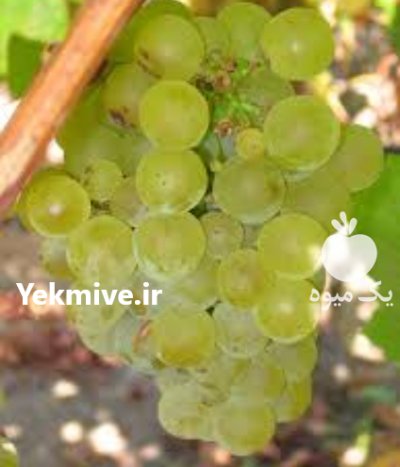 فروش انگور چفته و مویز در آبگرم در گروه خرید فروش عمده انگور - یاقوتی شانی عسگری بی دانه قرمز در یکمیوه