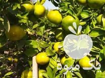 فروش نارنگی پیش رس ژاپنی در نکا در گروه خرید فروش عمده نارنگی - ژاپنی بندر فروش عمده محصولات در یکمیوه -عکس1