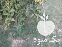 فروش نارنگی ژاپنی درشت و تمیز در ساری در گروه خرید فروش عمده نارنگی - ژاپنی بندر فروش عمده محصولات در یکمیوه -عکس1