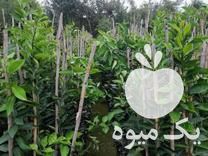 فروش نهال در ساری در گروه خرید فروش نهال - انواع گردو پسته بادام سلطانی انگور در یکمیوه -عکس1