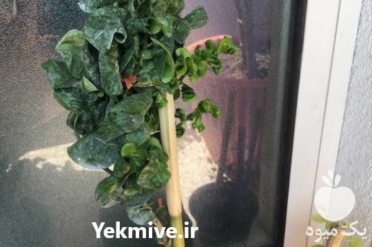 تولید و فروش درختچه لیمو ترش  در ساری در گروه خرید فروش نهال - انواع گردو پسته بادام سلطانی انگور در یکمیوه -عکس1