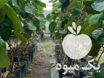 فروش نهال کیوی دوساله هایوارد در لیسار در گروه خرید فروش نهال - انواع گردو پسته بادام سلطانی انگور در یکمیوه -عکس1