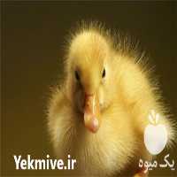 فروش جوجه اردک یک روزه در تهران در گروه انواع تخم ها - مرغ بوقلمون پرنده عمده کشاورزی در یکمیوه