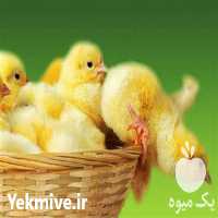 فروش جوجه یک روزه گوشتی در تهران در گروه مرغ و خروس و بوقلمون و اردک قو قاز در یکمیوه