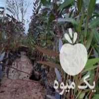 فروش نهال اکالیپتوس در شوش در گروه خرید فروش نهال - انواع گردو پسته بادام سلطانی انگور در یکمیوه