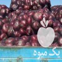 فروش بذر پیاز قرمز  در بیستون در گروه خرید فروش عمده پیاز - قرمز سفید زرد ترشی تازه انباری در یکمیوه