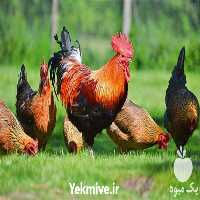 آگهی مشابه فروش مرغ بومی تخم گذار در کرمان  در گروه مرغ و خروس و بوقلمون و اردک قو قاز در یکمیوه