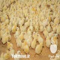 فروش جوجه گوشتی به قیمت روز در تهران در گروه مرغ و خروس و بوقلمون و اردک قو قاز در یکمیوه