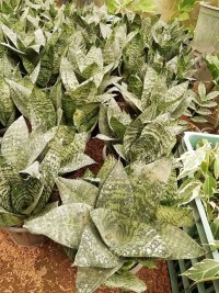 گل گلخانه ای در تنکابن در گروه خرید فروش عمده سایر محصولات گلخانه ای در یکمیوه