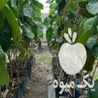 فروش نهال کیوی دوساله هایوارد در لیسار در گروه خرید فروش نهال - انواع گردو پسته بادام سلطانی انگور در یکمیوه