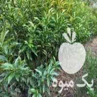 فروش نهال کامکوات در نشتارود در گروه خرید فروش نهال - انواع گردو پسته بادام سلطانی انگور در یکمیوه