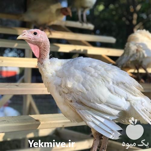 فروش بوقلمون تخم گذار در تهران در گروه مرغ و خروس و بوقلمون و اردک قو قاز در یکمیوه -عکس1