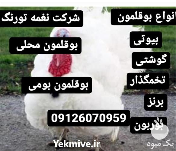 فروش بهترین بوقلمون بیوتی در تهران در گروه مرغ و خروس و بوقلمون و اردک قو قاز در یکمیوه -عکس1