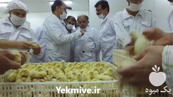 فروش جوجه گوشتی یک روزه در تهران در گروه مرغ و خروس و بوقلمون و اردک قو قاز در یکمیوه -عکس1