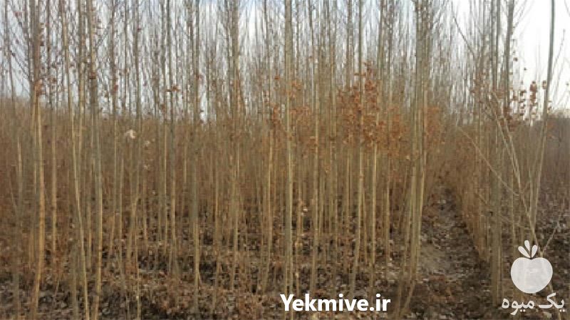 فروش نهال درخت سیب انواع مختلف در اصفهان در گروه خرید فروش نهال - انواع گردو پسته بادام سلطانی انگور در یکمیوه -عکس1