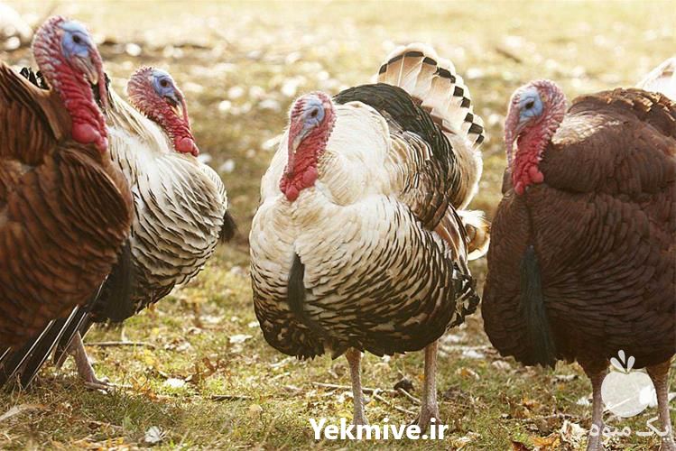 فروش جوجه بوقلمون در تهران در گروه مرغ و خروس و بوقلمون و اردک قو قاز در یکمیوه -عکس1