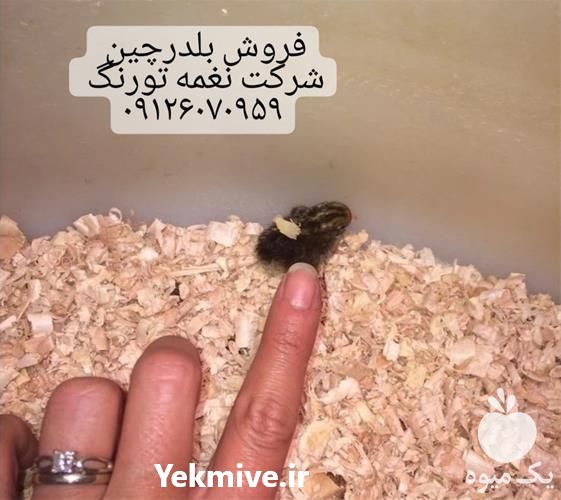 فروش جوجه بلدرچین یک روزه در تهران در گروه مرغ و خروس و بوقلمون و اردک قو قاز در یکمیوه -عکس1