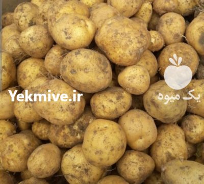 فروش سیب زمینی سانته در الیگودرز در گروه خرید فروش عمده سیب زمینی - زودرس دیررس آگریا اسپریت اردبیل همدان در یکمیوه