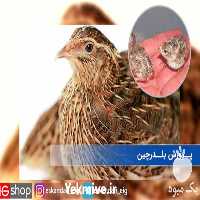 فروش جوجه بلدرچین در تهران در گروه مرغ و خروس و بوقلمون و اردک قو قاز در یکمیوه