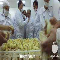 فروش جوجه گوشتی یک روزه در تهران در گروه مرغ و خروس و بوقلمون و اردک قو قاز در یکمیوه
