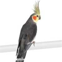 فروش انواع تخم نطفه دار طوطی در اصفهان در گروه انواع تخم ها - مرغ بوقلمون پرنده عمده کشاورزی در یکمیوه