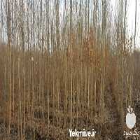 فروش نهال درخت سیب انواع مختلف در اصفهان در گروه خرید فروش نهال - انواع گردو پسته بادام سلطانی انگور در یکمیوه