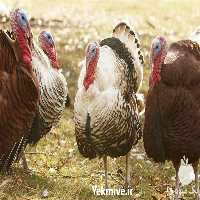 فروش جوجه بوقلمون در تهران در گروه مرغ و خروس و بوقلمون و اردک قو قاز در یکمیوه