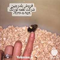 فروش جوجه بلدرچین یک روزه در تهران در گروه مرغ و خروس و بوقلمون و اردک قو قاز در یکمیوه