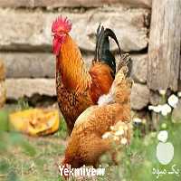 پرورش و فروش نیمچه مرغ در تهران در گروه مرغ و خروس و بوقلمون و اردک قو قاز در یکمیوه