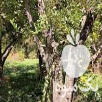 فروش چوب درخت سیب در ارومیه در گروه خرید فروش عمده چوب- زغال چوب گردو تبریزی خام در یکمیوه