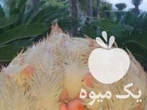 فروش بذر سیکاس در چابکسر در گروه خرید فروش بذر - انواع محصول کشاورزی گوجه کتان میوه درخت در یکمیوه -عکس1