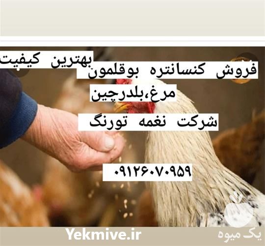 فروش کنسانتره مرغ تخمگذار و جوجه گوشتی در تهران در گروه مرغ و خروس و بوقلمون و اردک قو قاز در یکمیوه -عکس1